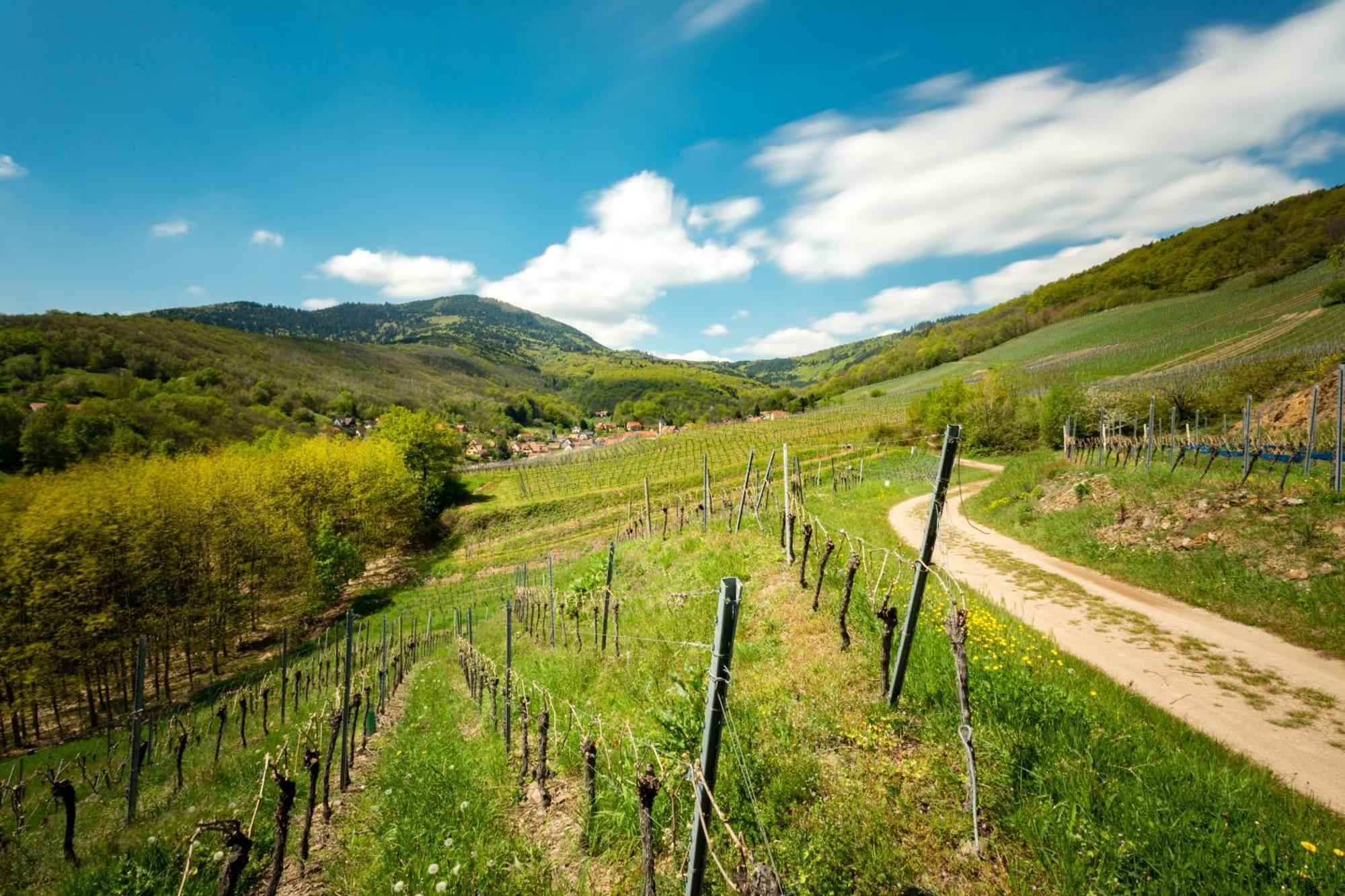 Reichsfeld Chambre Du Vigneron - Domaine Leon Bleesz المظهر الخارجي الصورة