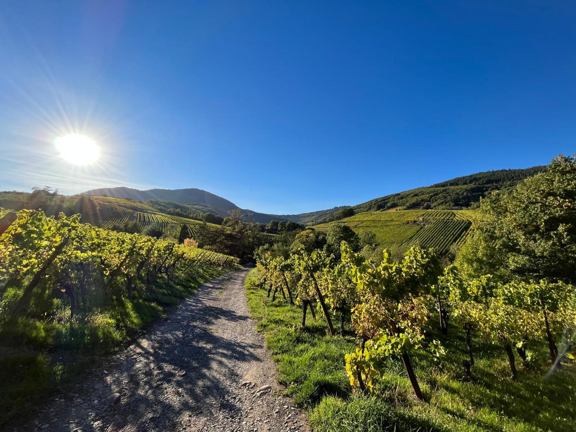 Reichsfeld Chambre Du Vigneron - Domaine Leon Bleesz المظهر الخارجي الصورة