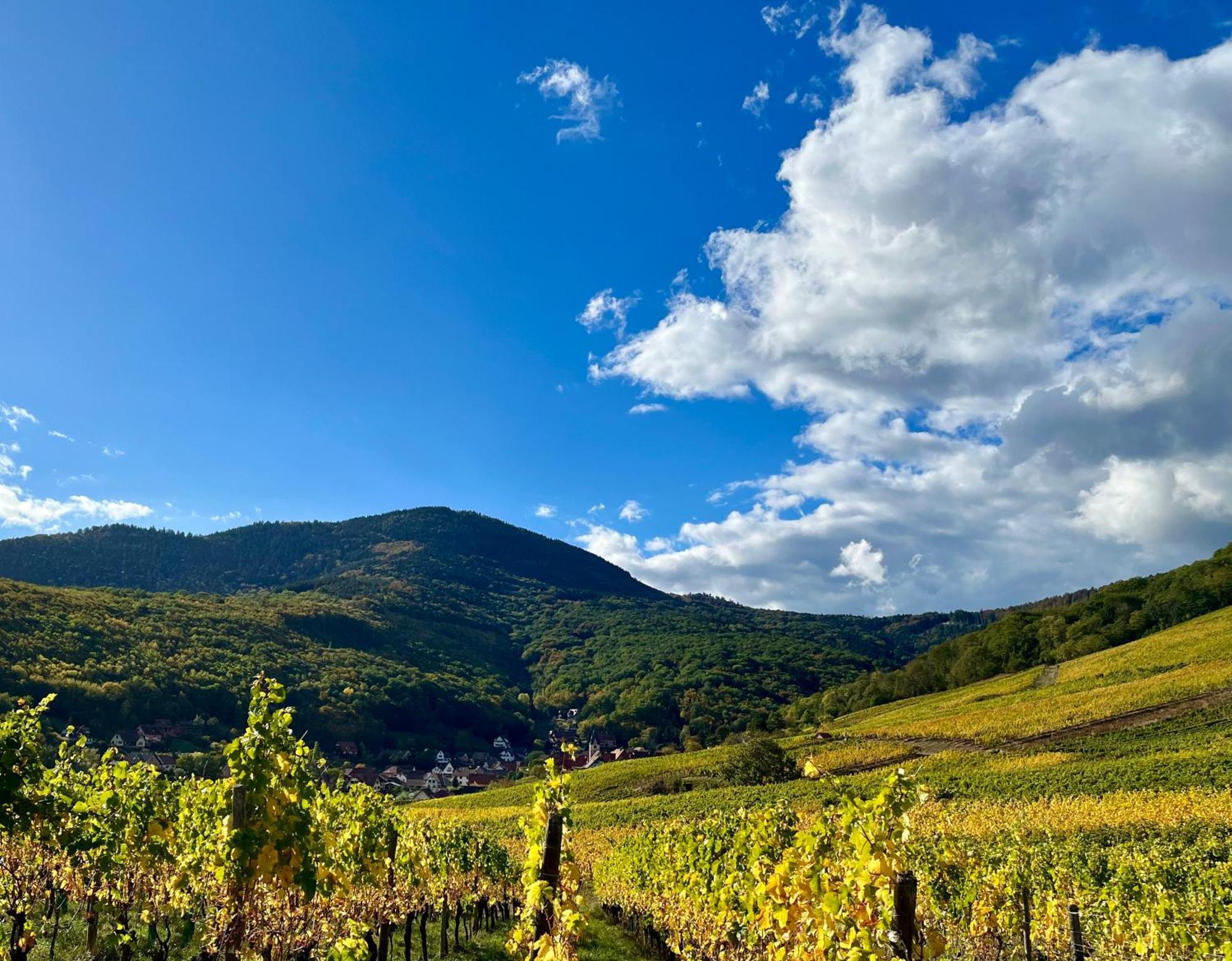 Reichsfeld Chambre Du Vigneron - Domaine Leon Bleesz المظهر الخارجي الصورة