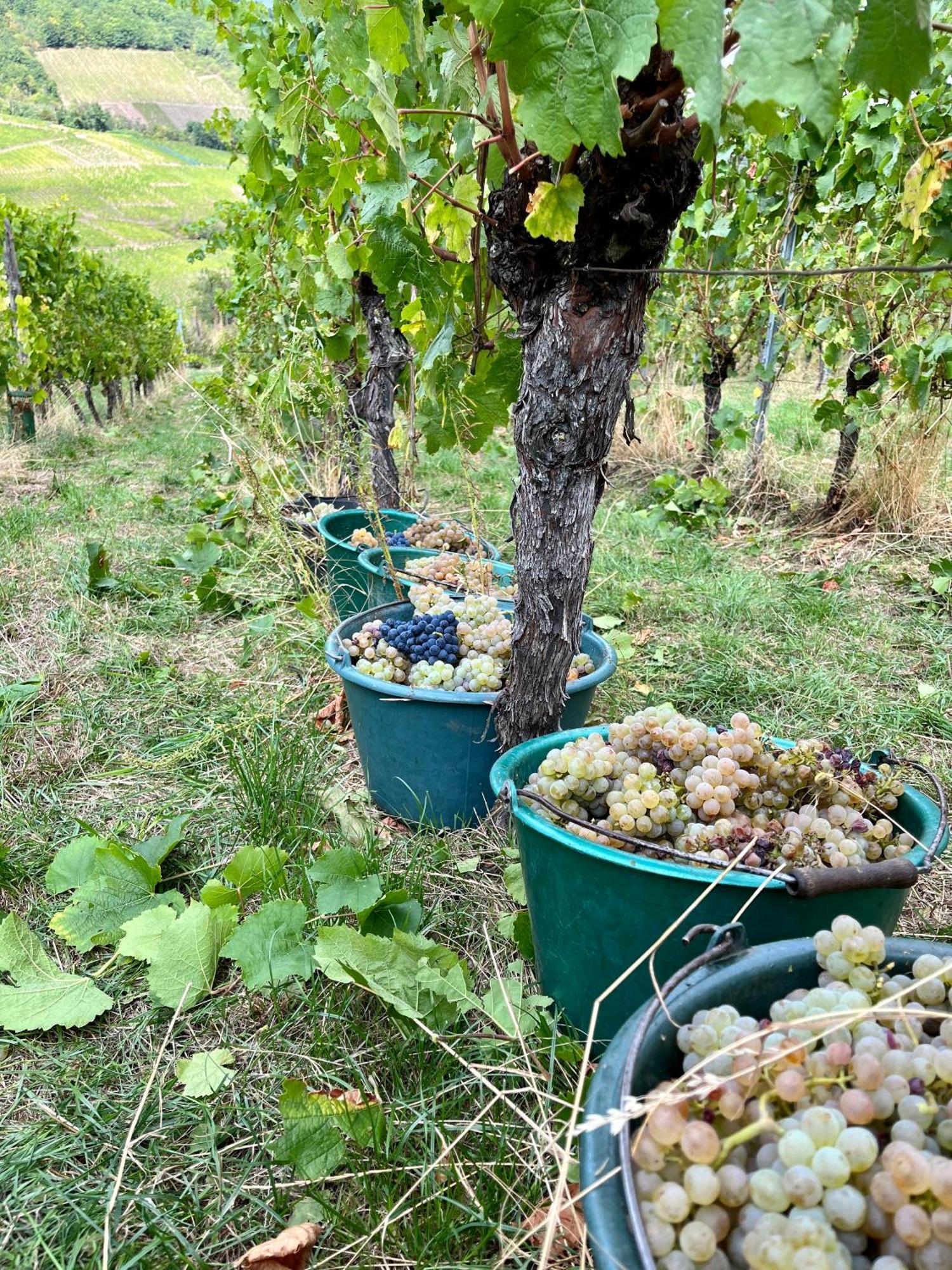 Reichsfeld Chambre Du Vigneron - Domaine Leon Bleesz المظهر الخارجي الصورة