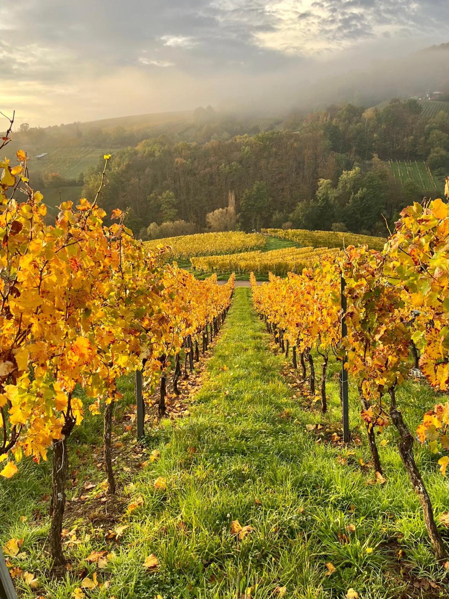 Reichsfeld Chambre Du Vigneron - Domaine Leon Bleesz المظهر الخارجي الصورة